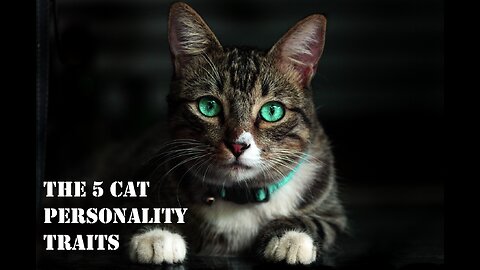 The 5 Cat Personality Traits