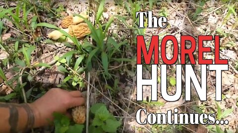 The Morel Hunt Continues | Morels Are Still Coming Up In Southwestern Pennsylvania