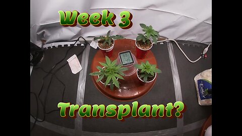 Week 3 Photoperiod Grow (Transplant?)