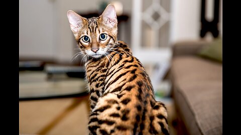 Toyger Cat Personality & Breed