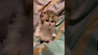 FUNNY CUTE PUPPY - Tiktok Compiled #Shorts