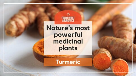 Nature's most powerful medicinal plants: Turmeric