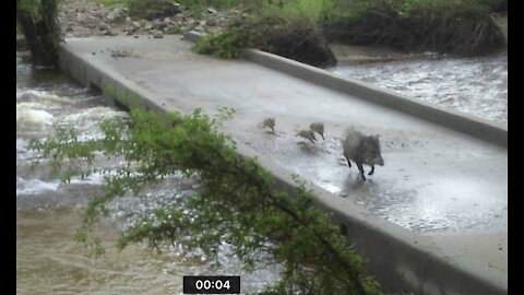 3 Adorable baby javalinas put on the brakes!