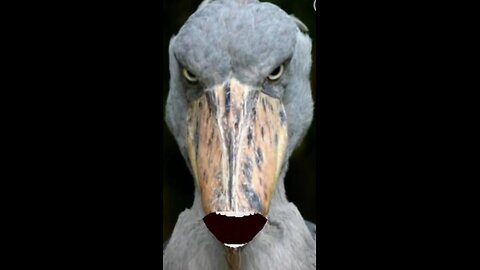 The Shoebill trend