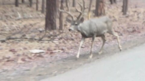 Deer in Bearizona