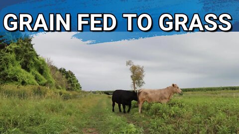 Our Steers Were Raised On Grain. Time To Change That To Grass Fed