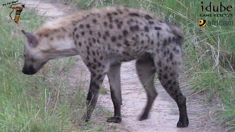 Hyena Scent Gland Territorial Marking