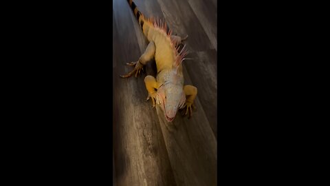 Happy Iguana Smiles When Pet Parent Returns Home!