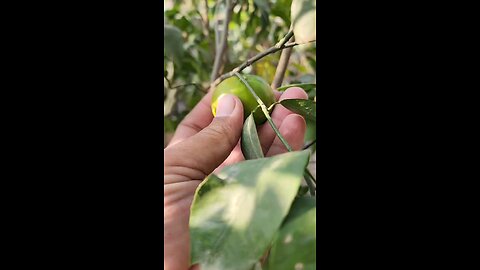 can ALEXANDRINE PARROTS eat orange 🍊