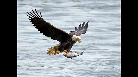 The Lethal Force of an Eagle's Jaw