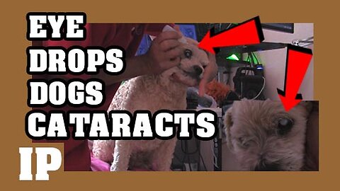 9 EP - how to apply cataracts eye drops in dogs cats and all animals -#introphaze @introphaze