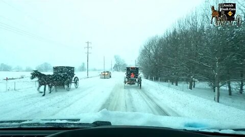 Four Hoof Drive Amish Buggies