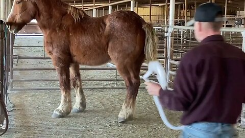 Belgian Draft Horse Rescue Ep.7