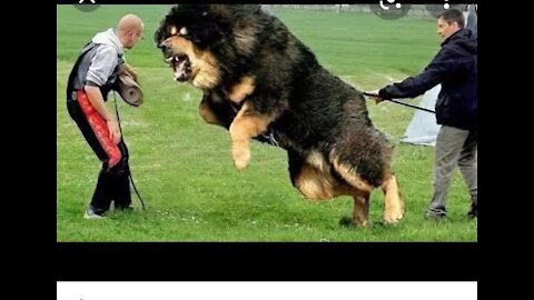 2nd most powerful dogs in the world