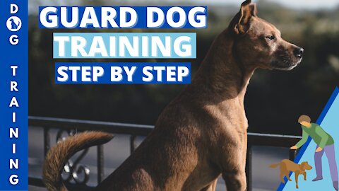 Dog Education - Guard Dog Training Step by Step!