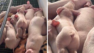 Napping piglet adorably wiggles its tail