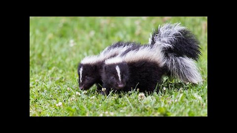 Skunk Spray Funniest Video Compilation