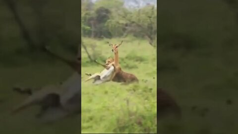 Leopard VS Deer #UbertainmentFun #Shorts #ytshorts #youtubeshorts #Dogs #Animals #viral #viral2022