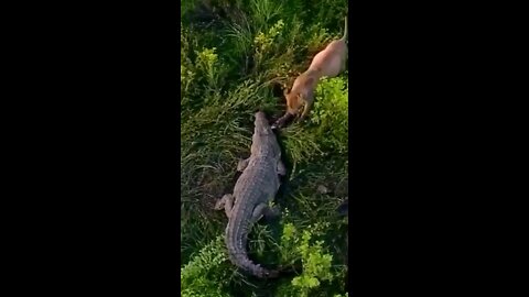 Crocodile Vs Lion