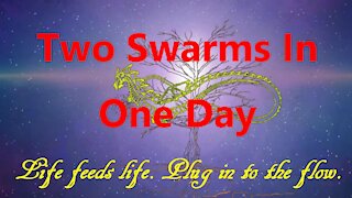 Two Swarms in One Day