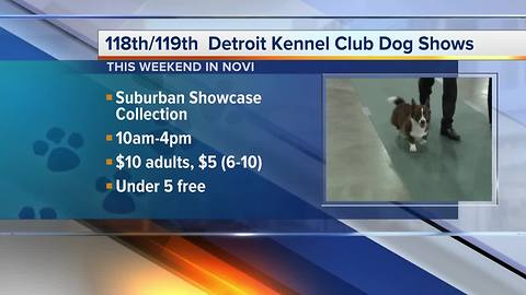 Detroit Kennel Club Dog Shows held in Novi