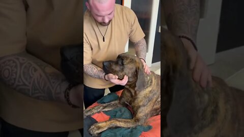 Dog Chiropractor Adjust Neck To Plott Hound’s