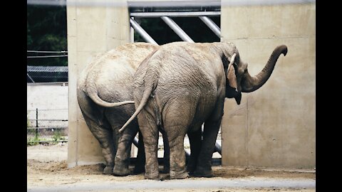 baby elephant walking with his pregnant stepmother