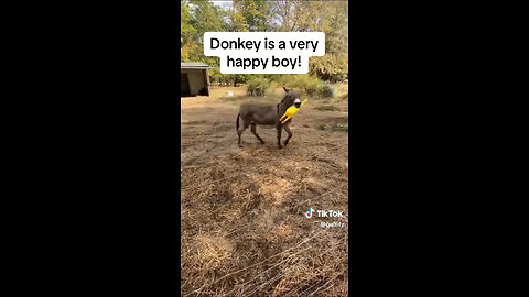 Donkey Loves Screamin' Chicken Toy