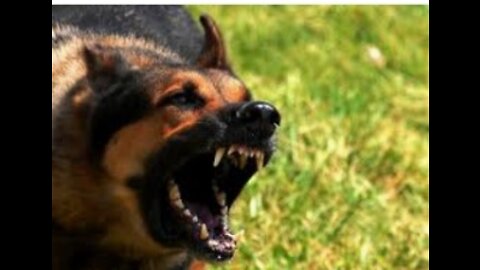 HOW TO TRAIN YOUR DOG TO BE AGGRESSIVE AND OBEDIENT.