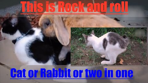 Cat or Rabbit or two in one - Nova Plataforma de Videos