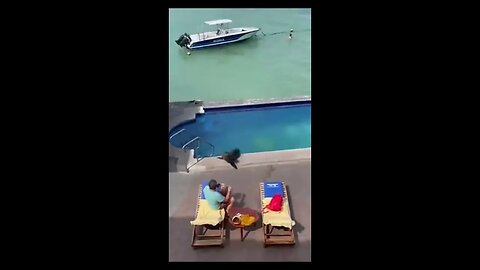 SEALION ENJOYING HOTEL BREAK, AND A 2 LEGGED HORSE