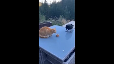 crow and cat fight crow fighy between dog and cat