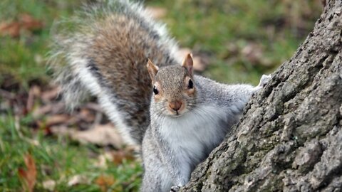 Squirrel Barking Noises Video By Kingdom Of Awais