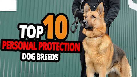 Protection Dogs – TOP 10 Best Protection Dogs To Have In The World