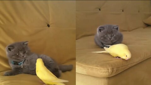 Baby cat play with yellow shell parakeet