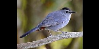 BEAUTIFUL CLOSEUP OF A GRAY CATBIRD!