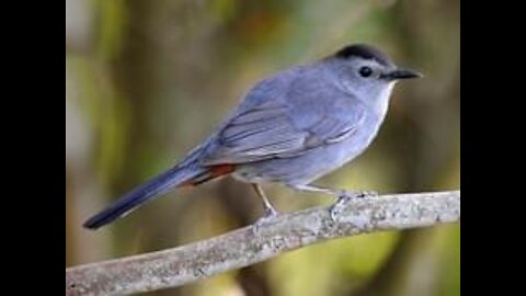 BEAUTIFUL CLOSEUP OF A GRAY CATBIRD!