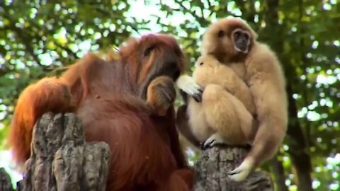 Orangutan fascinated by baby Gibbon