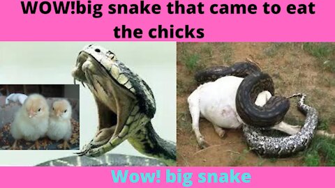 WOW!Big Snake|The big snake that came to eat the chicks