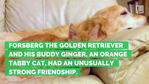 Dog Depressed after Family Cat Dies. Only 1 Thing Could Cure Him