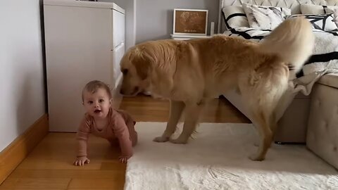 Adorable baby Boy Talks To His Golden Retriever! Pure Love! (Cutest Ever!!)