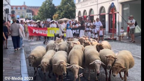 🐑 V-Media DEEL 1_ LIVE #wittemarsbrugge 10.09.2023