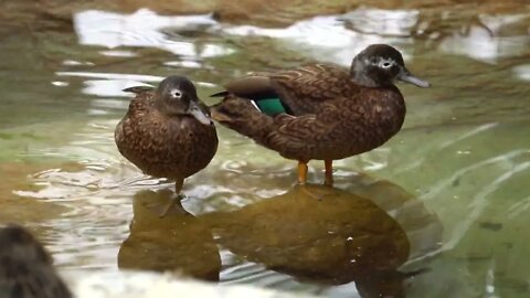 CatTV: Take Your Cat to Safari Park DUCKS