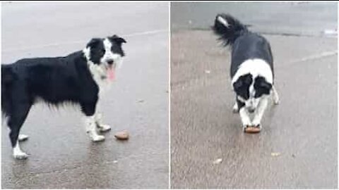 Cane buffo inventa un modo nuovo per giocare con le pietre