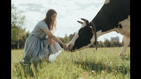 Funny cow video vs beautiful Girl best funny ever