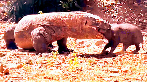 Komodo Dragons Witness the Power of Nature's Apex Predator