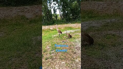 #sandhillcranes #floridalife #floridawildlife #mobilelife #hobolife