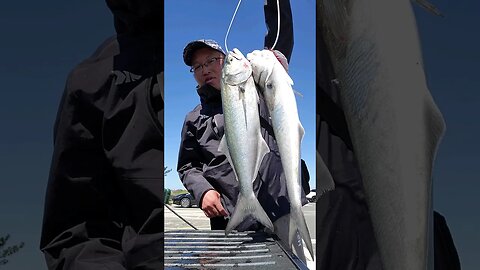 More salted bluefish for dinner.