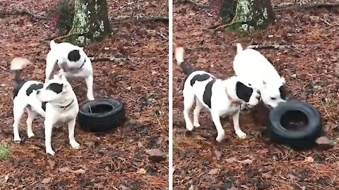 Dogs playing with a rubber tire