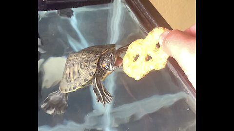 Turtle eats pretzel